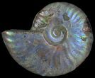 Silver Iridescent Ammonite - Madagascar #6859-1